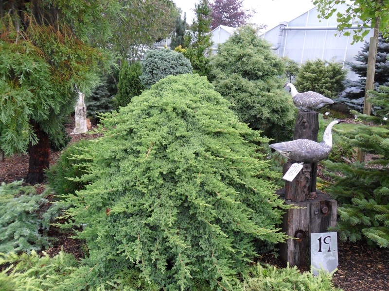 Lime Cross Pinetum & Secret Vineyard